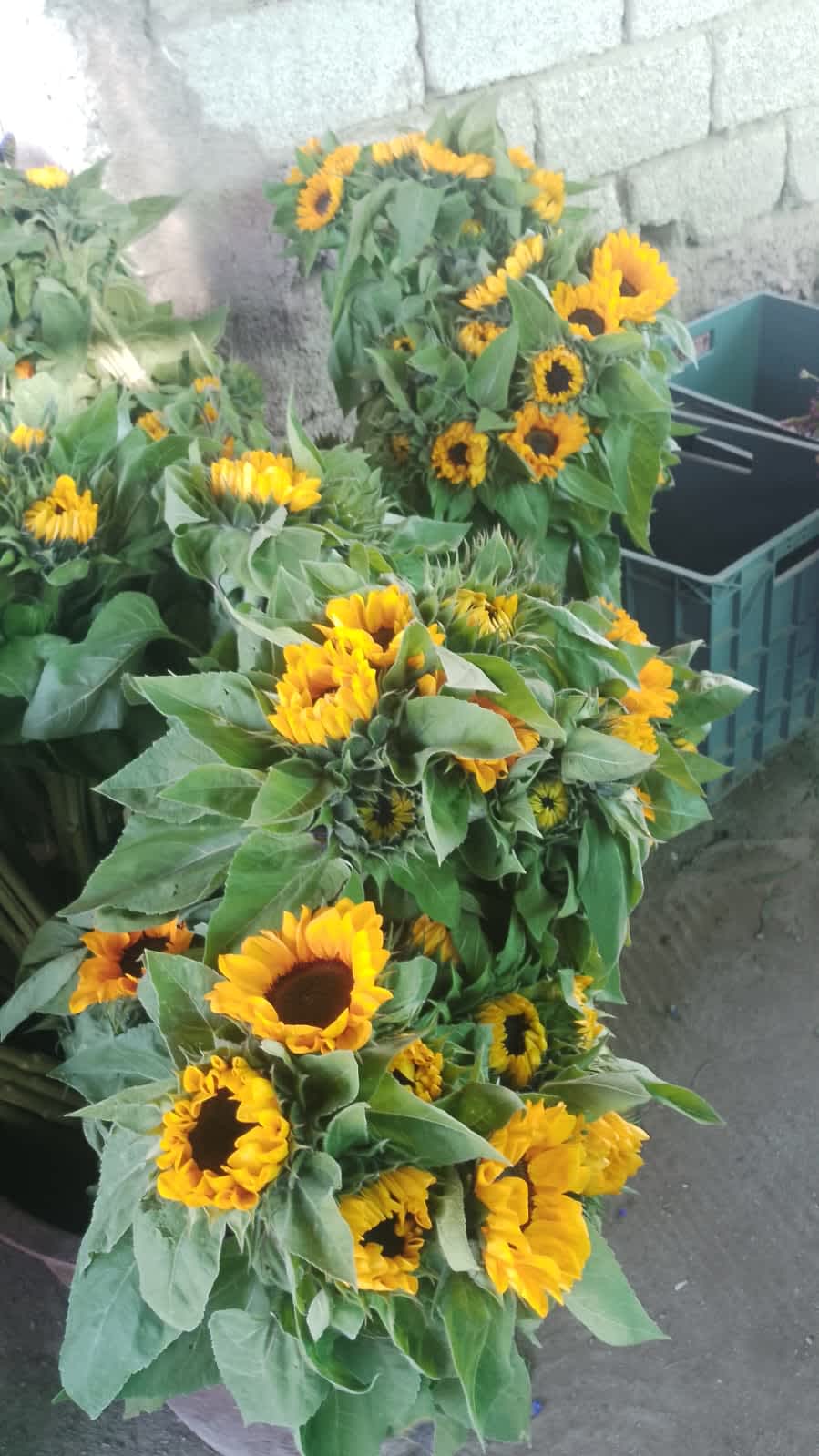 Sunflowers