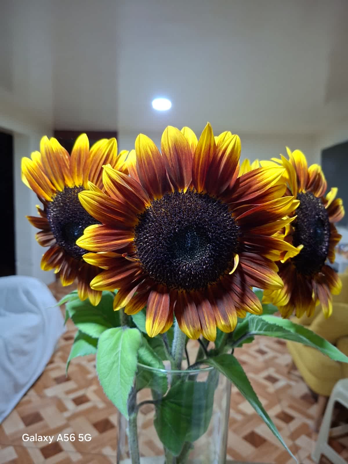 Chocolate Sunflower